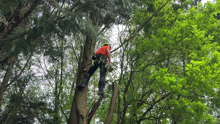 Best Commercial Tree Services  in Wonder Lake, IL